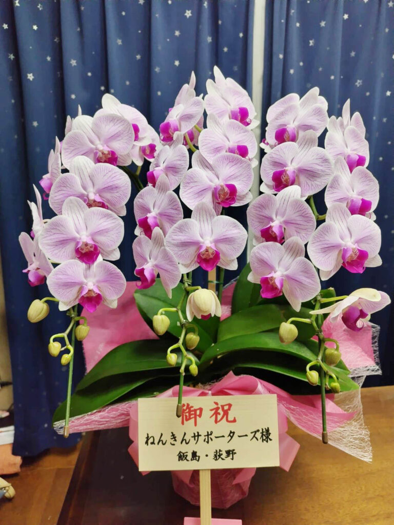 お祝いにいただいた蘭の花