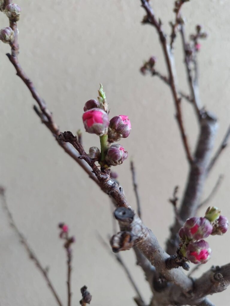 膨らんできた桃の花の蕾