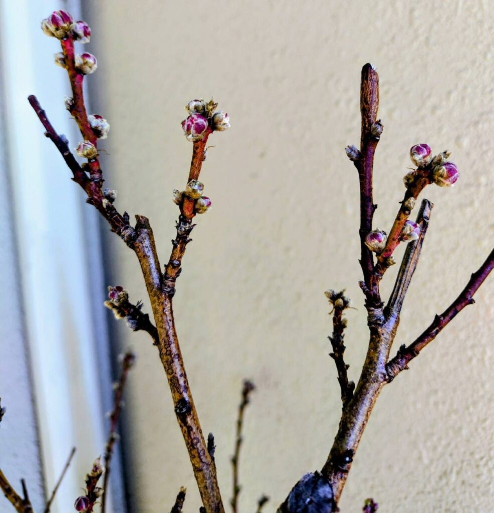 まだ硬めの蕾の桃の花